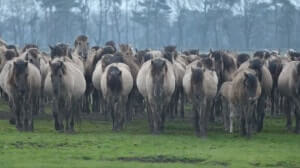 ドイツミュンスター近郊にある牧場に多く見られる芦毛の馬