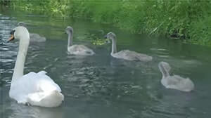 お決まりの自然と動物がいいですね、ケム川を泳ぐ白鳥