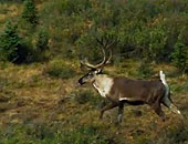 アラスカと鹿