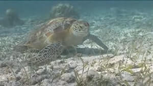 長寿の象徴と伝えられる海ガメ