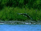 水辺を飛び立つ鳥