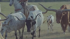 いいちこを馬に携帯